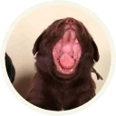 Sticker from 🐾 Лабрадоры-шоколадки @lennysticker