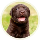 😄 emoji 🐾 Лабрадоры-шоколадки @lennysticker Telegram sticker 20 of 21