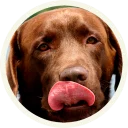 😋 emoji 🐾 Лабрадоры-шоколадки @lennysticker Telegram sticker 13 of 21