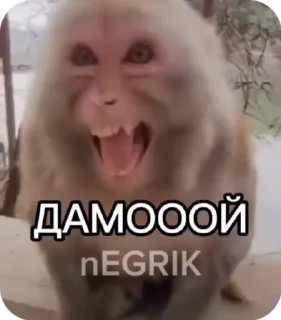 🌟 emoji Макаки пан Telegram sticker 15 of 23