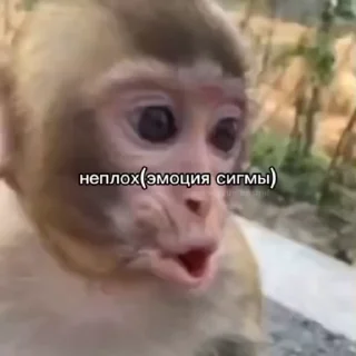 😔 emoji Макаки пан Telegram sticker 10 of 23