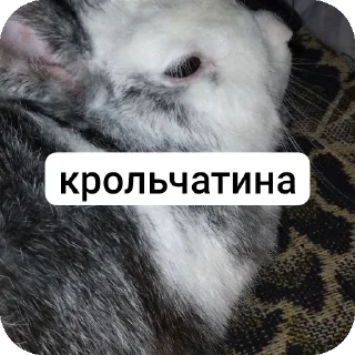 🌟 emoji чат` pack by @QuotLyBot Telegram sticker 14 of 93
