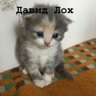 Sticker from Я думал сова а оказалось пон