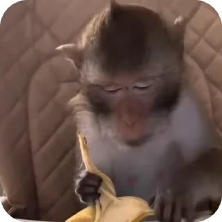 🫥 emoji monkey pon Telegram sticker 18 of 48