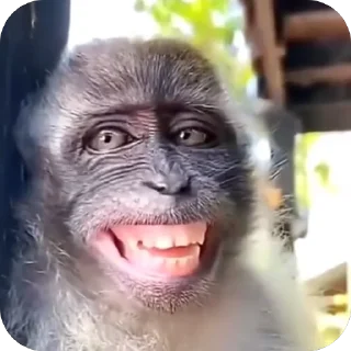 🫥 emoji monkey pon Telegram sticker 6 of 48