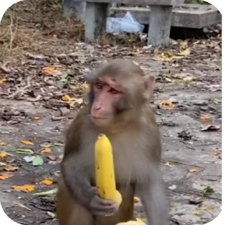 🫥 emoji monkey pon Telegram sticker 7 of 48
