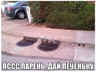 Sticker from Енот