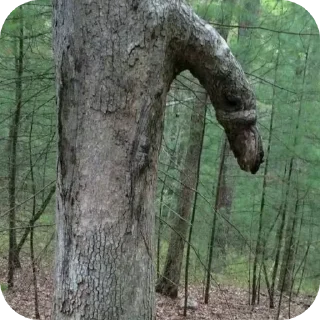 🌲 emoji Стикеры для ебланов (как я) Telegram sticker 6 of 31