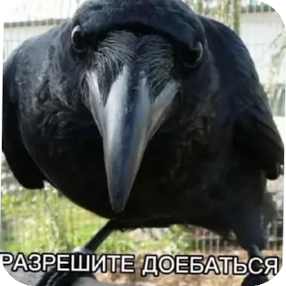🐦 emoji Одинокий сральник потерял свою дорогу Telegram sticker 10 of 22