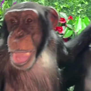 😬 emoji Monkey 2 Telegram sticker 18 of 50