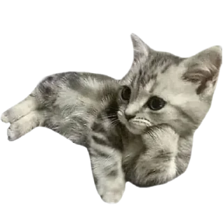 🙃 emoji Жаховий жах Telegram sticker 2 of 119