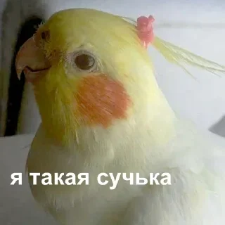 💅 emoji Лол(^_-) Telegram sticker 5 of 120