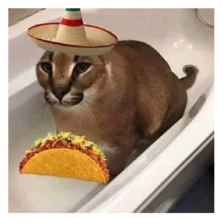 🌮 emoji floppa Telegram sticker 24 of 46