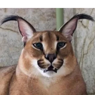 😟 emoji floppa Telegram sticker 7 of 46