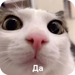 ✅ emoji Для супер важных переговоров Telegram sticker 12 of 24
