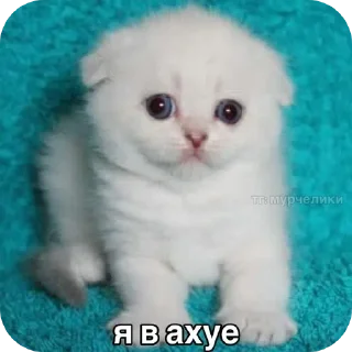 😱 emoji Для супер важных переговоров Telegram sticker 9 of 24