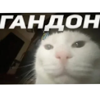 🐱 emoji Бубубебе Telegram sticker 10 of 84