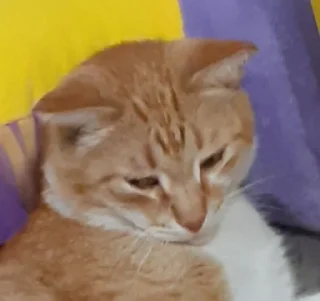 🤨 emoji рыжик легенда Telegram sticker 16 of 19