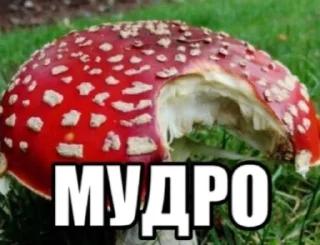 🌟 emoji жЫзнь Telegram sticker 20 of 69