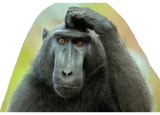 🤔 emoji Monkey business Telegram sticker 20 of 39