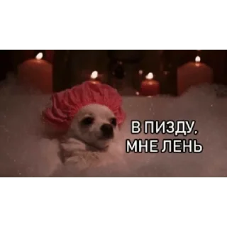 🐶 emoji ne pali syuda Telegram sticker 19 of 20