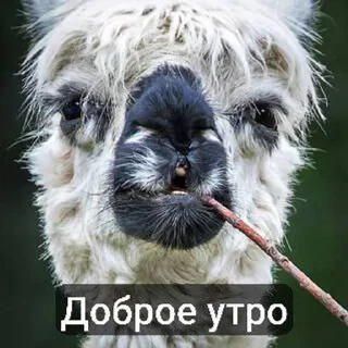 🌟 emoji Пипец#снег Telegram sticker 5 of 10