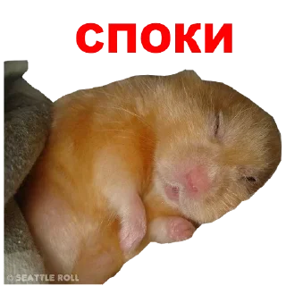 😣 emoji Hamster @TVstickers Telegram sticker 14 of 42