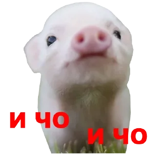 😒 emoji Hamster @TVstickers Telegram sticker 7 of 42
