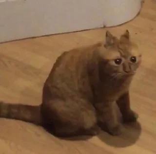 😨 emoji мемы с котами Telegram sticker 17 of 114