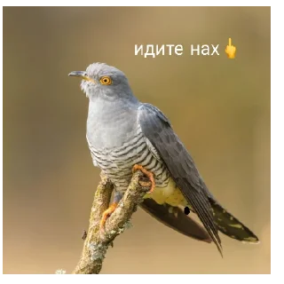 😄 emoji кукушка ты где Telegram sticker 8 of 9