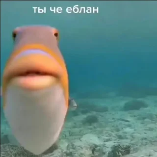 😎 emoji яна солях Telegram sticker 6 of 81