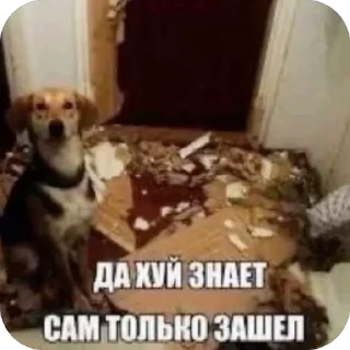 🫥 emoji яна солях Telegram sticker 22 of 81