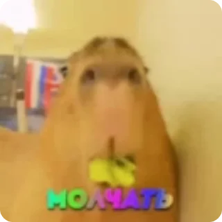 🤫 emoji капибарки Telegram sticker 10 of 22