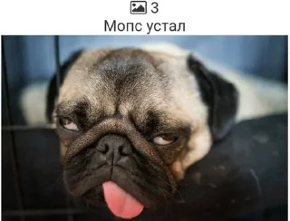 😫 emoji Мопсики смешные by @RiVVanchik Telegram sticker 8 of 22