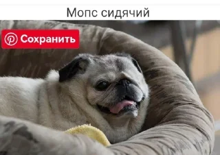 🧎 emoji Мопсики смешные by @RiVVanchik Telegram sticker 4 of 22