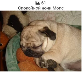 😪 emoji Мопсики смешные by @RiVVanchik Telegram sticker 9 of 22