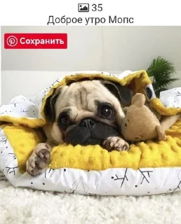 😚 emoji Мопсики смешные by @RiVVanchik Telegram sticker 11 of 22