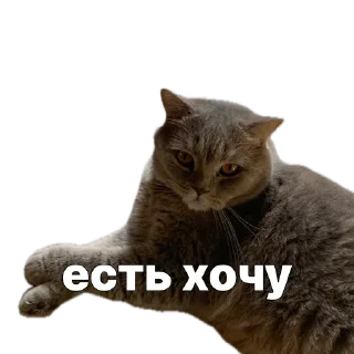 🧀 emoji gook Telegram sticker 6 of 7