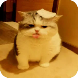 🐱 emoji кошак Telegram sticker 24 of 25