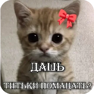 🐱 emoji пум Telegram sticker 9 of 14