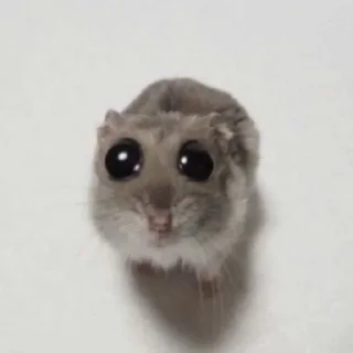 🥺 emoji насрал бляя @nyawc Telegram sticker 13 of 77
