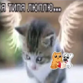 💗 emoji насрал бляя @nyawc Telegram sticker 14 of 77