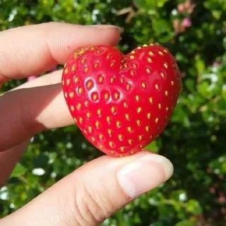 🍓 emoji Няхи Telegram sticker 5 of 15