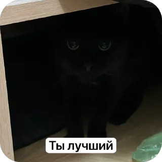 😍 emoji Кводробер Telegram sticker 22 of 30