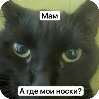 🤨 emoji Кводробер Telegram sticker 23 of 30