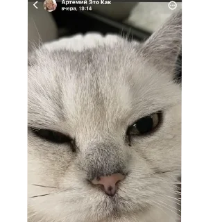 🐱 emoji Кводробер Telegram sticker 3 of 30