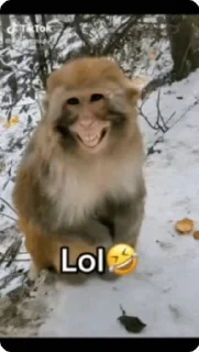 😂 emoji LOL @Stiker3_bot @kino_botyt Telegram sticker 6 of 50