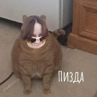 😞 emoji Мемы с котами Telegram sticker 12 of 40