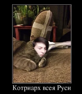 💪 emoji Мемы с котами Telegram sticker 17 of 40