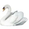 🦢 emoji @emojis_prem < все эмодзи Telegram sticker 12 of 200